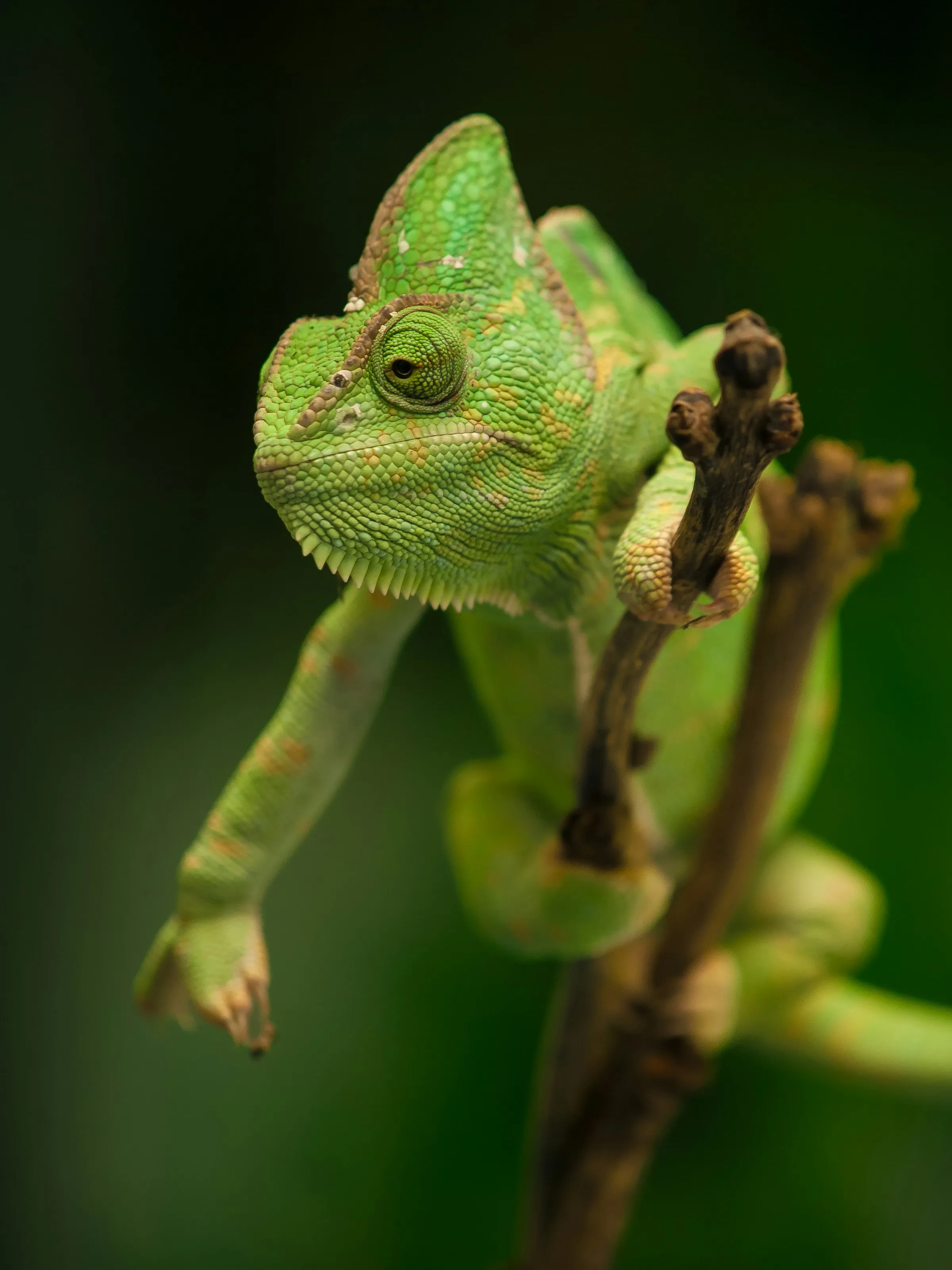 A green chameleon holding a thin branch